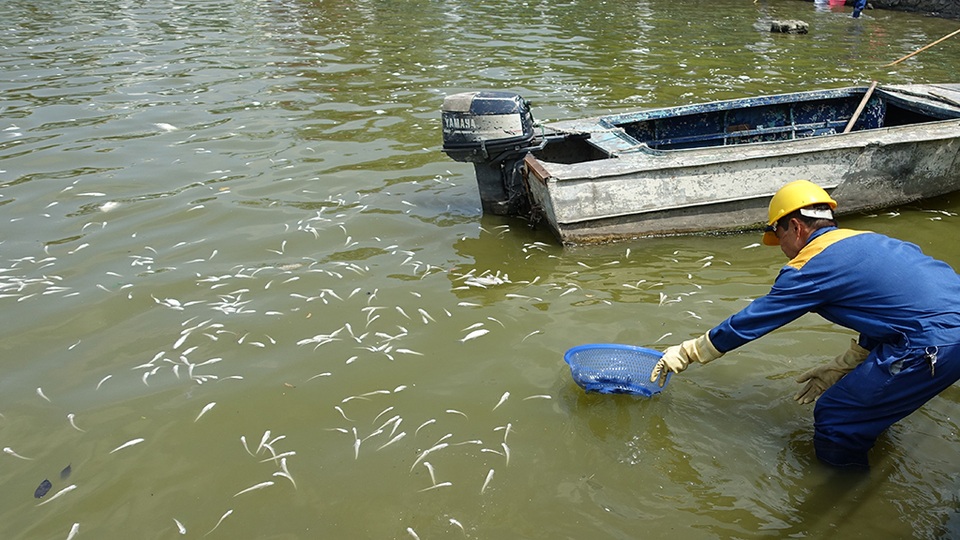 Họ vất vả dùng những rổ nhựa vớt cá đổ lên những chiếc thuyền tôn.