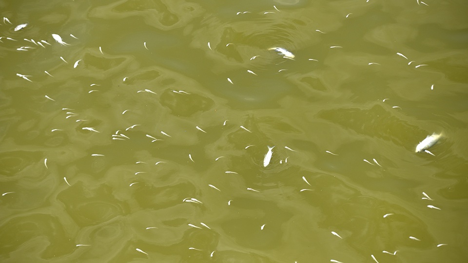 
Ở khu vực xa bờ, nhìn từ trên cao cá vẫn nổi trắng cùng với màu nước vàng hiếm gặp của Hồ Tây.
