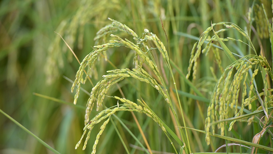 
Quy trình làm cốm được tái hiện để du khách được trải nhiệm, bắt đầu từ những bông lúa non.
