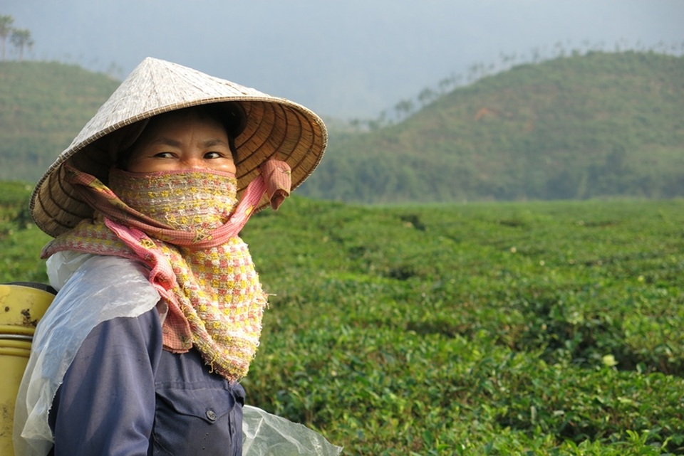 Tảo tần trên những đồi chè ở vùng cao