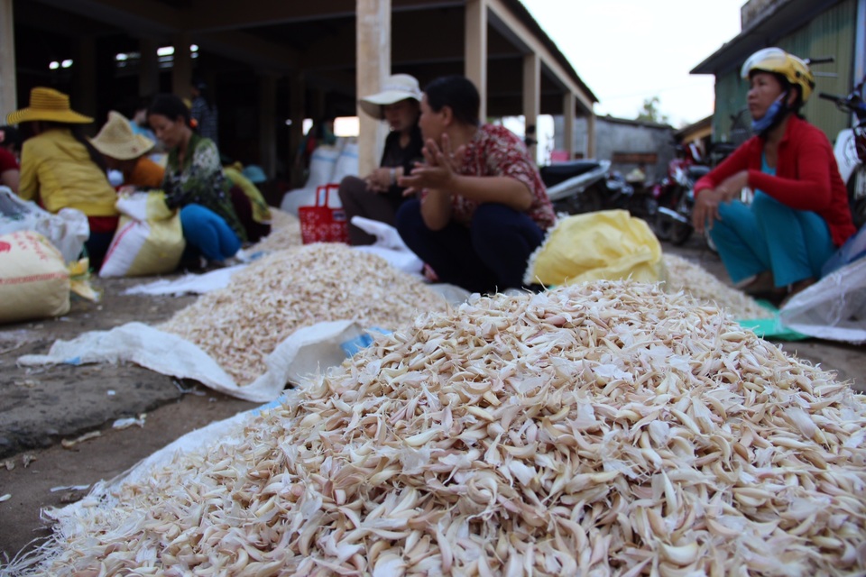 Thương hiệu tỏi Lý Sơn đang bị lợi dụng một cách tràn lan, gây ảnh hưởng không nhỏ