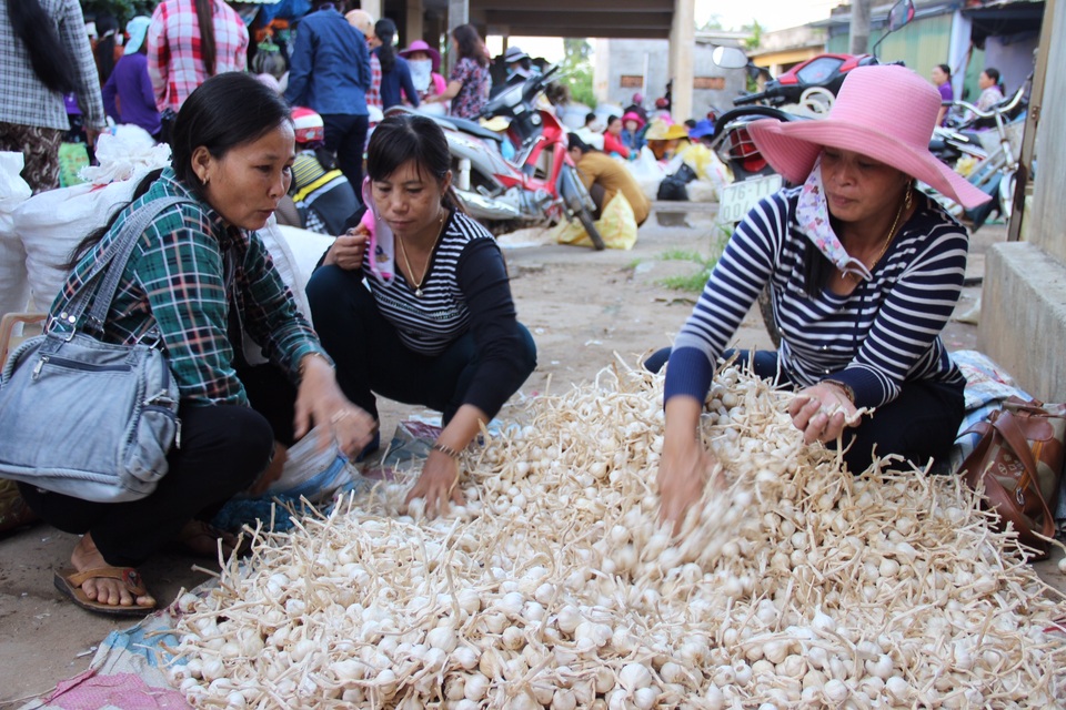 Tỏi Lý Sơn sẽ được dán tem chống giả