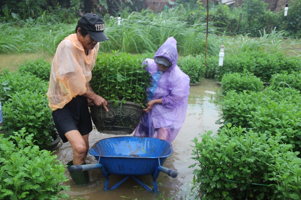 Cây trồng được đưa lên vùng cao để tránh ngập úng
