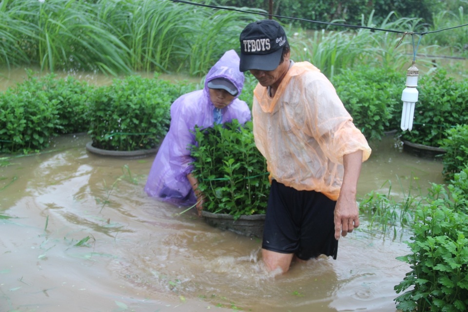 Vất vả di chuyển hoa ra khỏi vùng ngập lũ