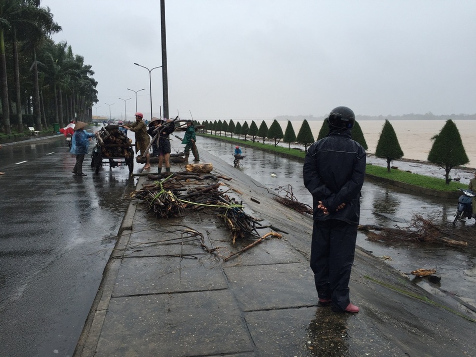 Củi được tập kết ngay trên bờ sông...