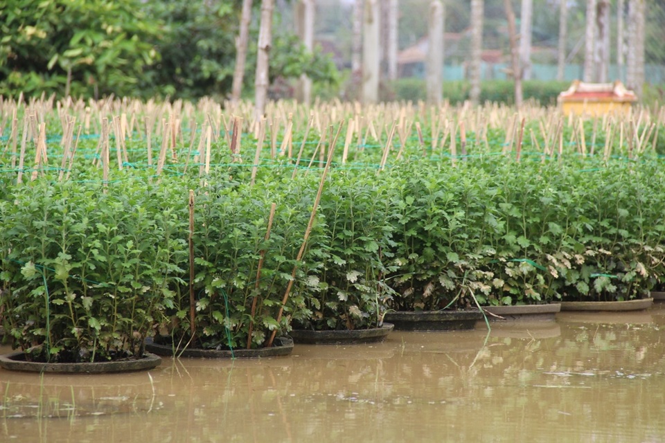 Hàng vạn chậu hoa đã ngâm mình trong những đợt lũ liên tiếp ngay trước mùa Tết