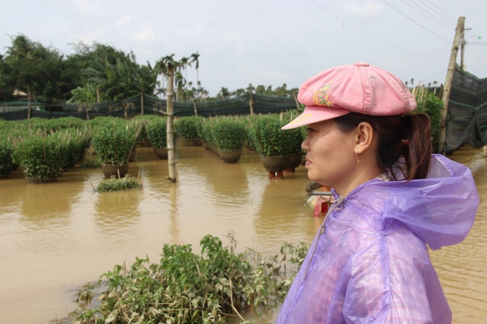 
Người dân làng hoa ở Quảng Ngãi đang đối mặt với một cái Tết không hoa.
