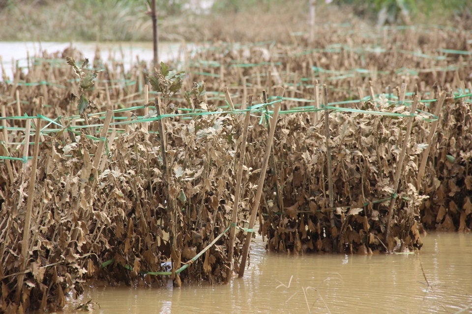 Bị ngâm trong nước nhiều ngày nên hoa đã bị thiệt hại hoàn toàn