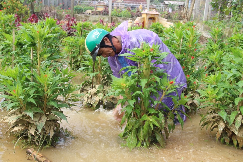 Mặc dù đã làm nhiều cách, nhưng người dân không thể cứu được hoa