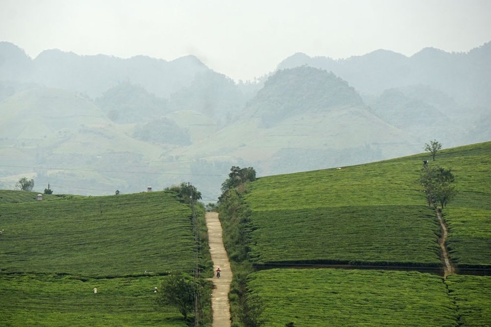 Ở độ cao xấp xỉ 1000m, khí hậu mát mẻ quanh năm, Mộc Châu nổi tiếng với những đồng cỏ, đồi chè thoai thoải xanh ngát trên những quả đồi xung quanh thị trấn.