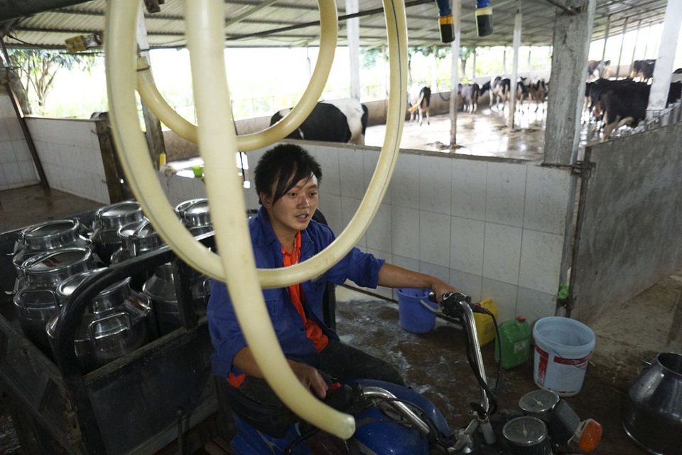 Những người chăn nuôi bò sữ ở đây cho biết, tuy có thu nhập khá cao nhưng họ phải làm việc quanh năm không ngày nghỉ, bởi bò thì vẫn ra sữa và ăn uống hàng ngày.