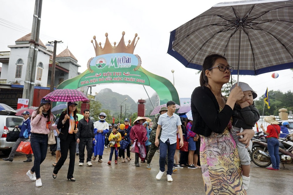 Lên Mộc Châu ngắm thảo nguyên vào mùa thu, nếu đi đúng dịp giữa tháng 10, dân phượt còn có cơ hội được thưởng thức một cuộc thi hoa hậu chỉ có duy nhất ở nơi đây, cuộc thi hoa hậu bò sữa ngộ nghĩnh.