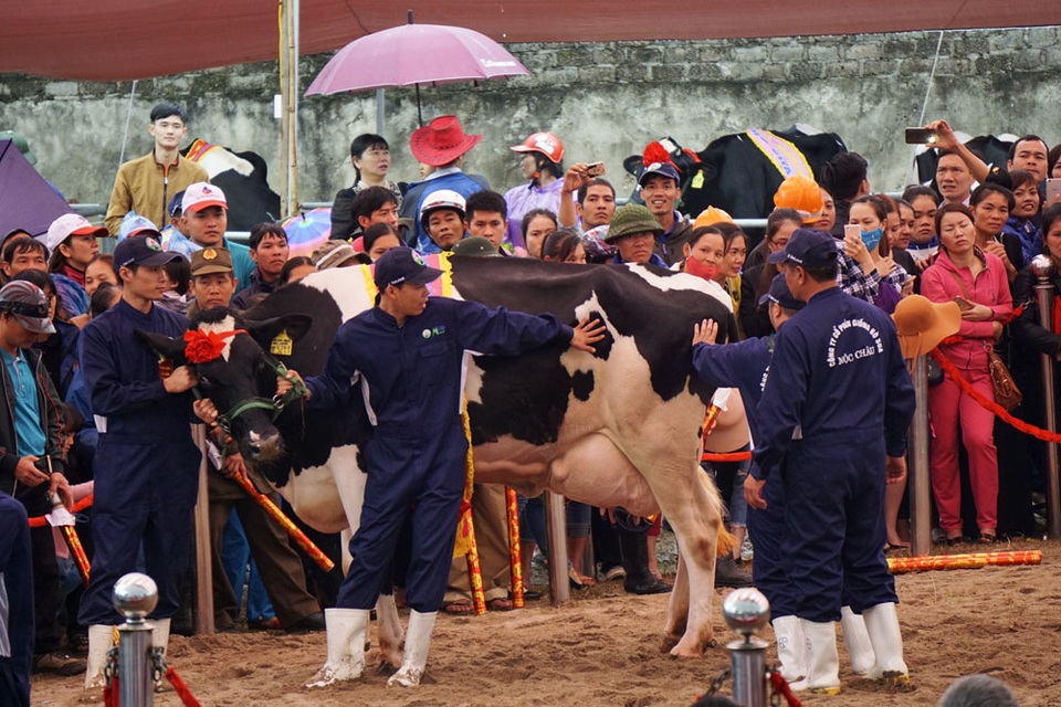 Đây là cuộc thi rất có ý nghĩa bởi ngoài mục đích thu hút du lịch, nó còn nhằm khuyến khích và biểu dương những người chăn nuôi giỏi.