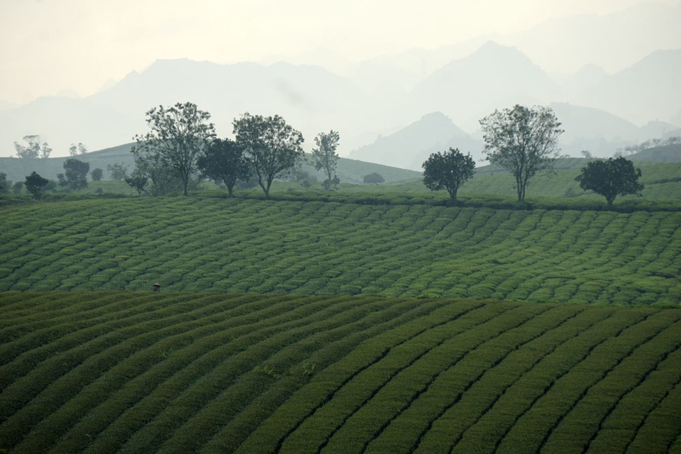 
Đồi chè trong sương buổi sớm trên thảo nguyên.
