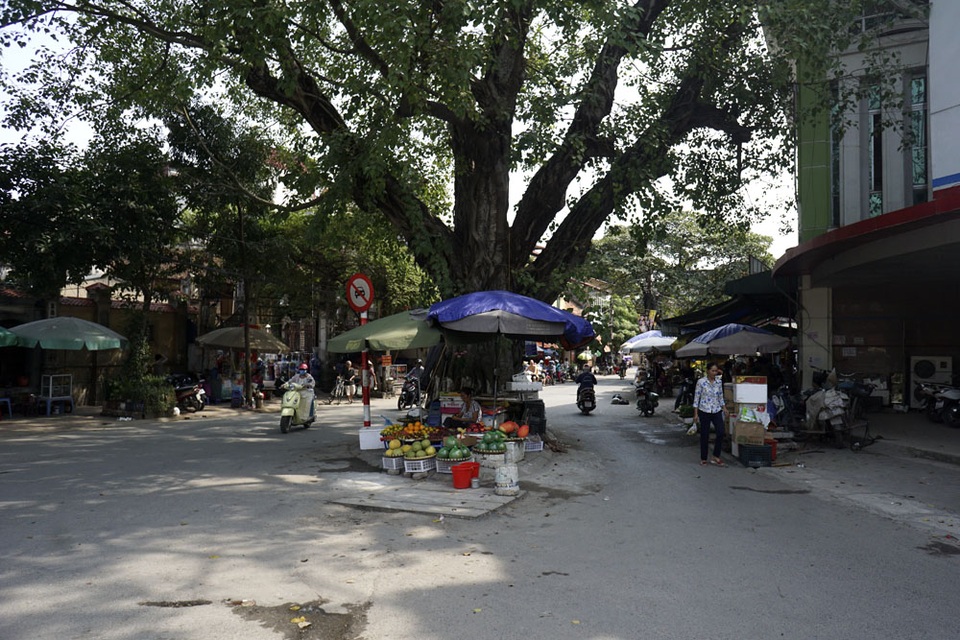 Hà Nội: Cây giữa đường, đường né cây vì "tâm linh" - 6 Trước đây vị trí cây đề cũng nằm ở ven đường thuộc địa phận làng Yên Thái xưa, nay đoạn đường giao với phố Lạc Long Quân được nới rộng cây đề vẫn yên vị.