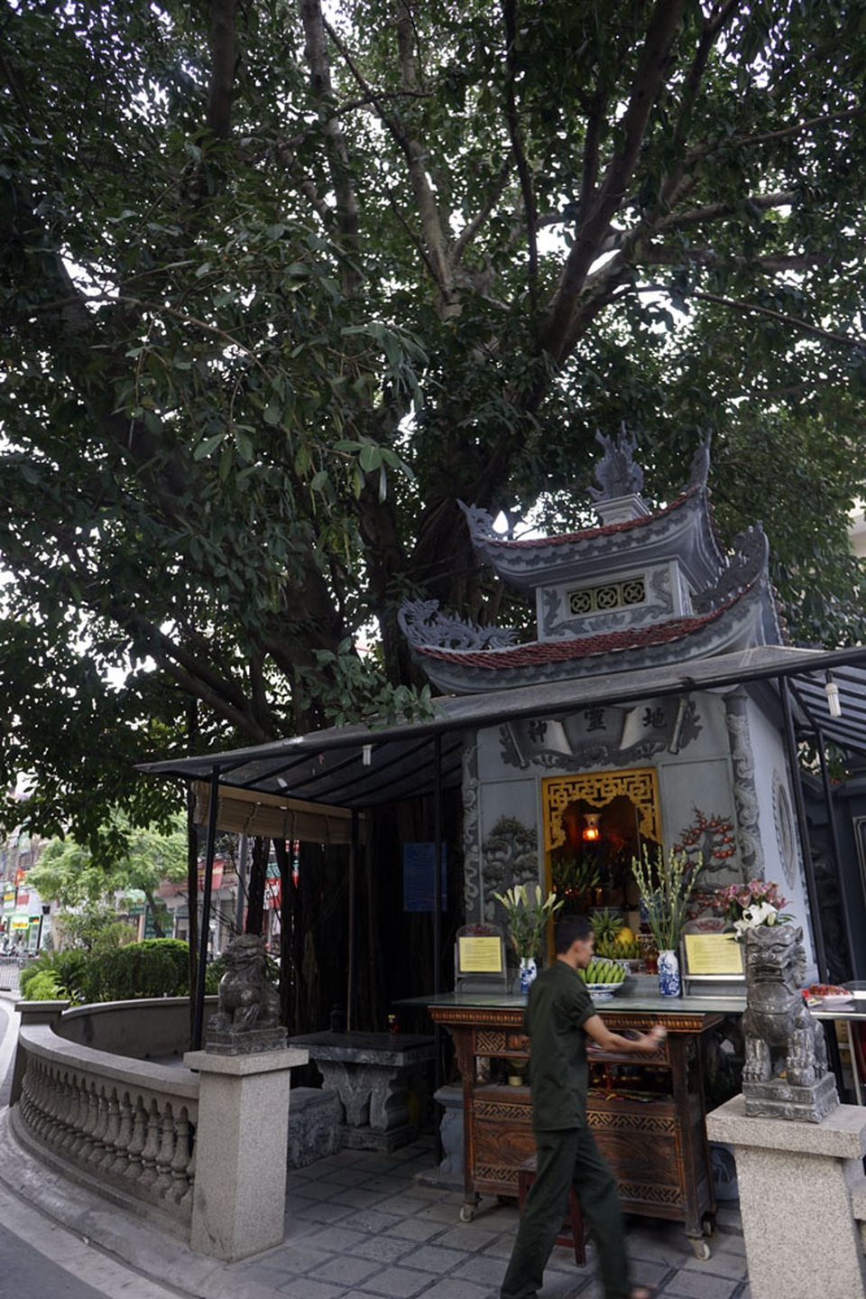 Hà Nội: Cây giữa đường, đường né cây vì "tâm linh" - 8
Cây đa này trước đây nằm cách xa đường, nhưng khi đường mở rộng, cây ở vị trí giữa tim đường và phần gốc có đặt một miếu thờ chiếm diện tích khá lớn.