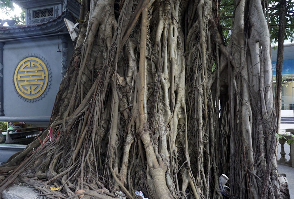 Hà Nội: Cây giữa đường, đường né cây vì "tâm linh" - 9 Gốc cây đa may mắn trên phố Vũ Trọng Phụng.