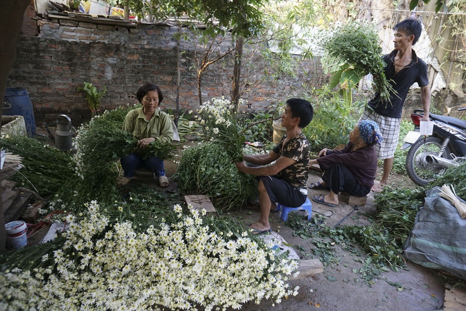 Hà Nội: Tinh khôi mùa hoa cúc họa mi - 9 Một gia đình ở Nhật Tân đang thu hoạch chuẩn bị mang bán. Mùa cúc họa mi thường kéo dài trong 2 tuần nhưng năm nay có thể lên đến một tháng vì hoa không nở đều.