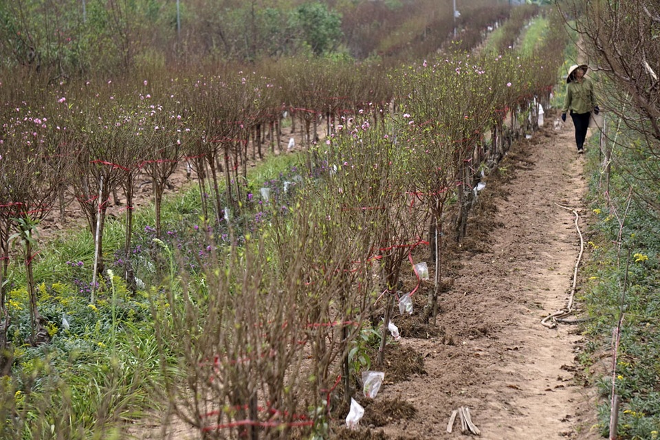 Không khí Tết đến sớm trên vườn đào Nhật Tân - 1
Những luống đào dài tít tắp ở Nhật Tân (Tây Hồ, Hà Nội) đã bắt đầu lác đác nở hoa. Việc đào nở ở thời điểm này là rất sớm, khi hơn một tháng nữa mới đến Tết Âm lịch.