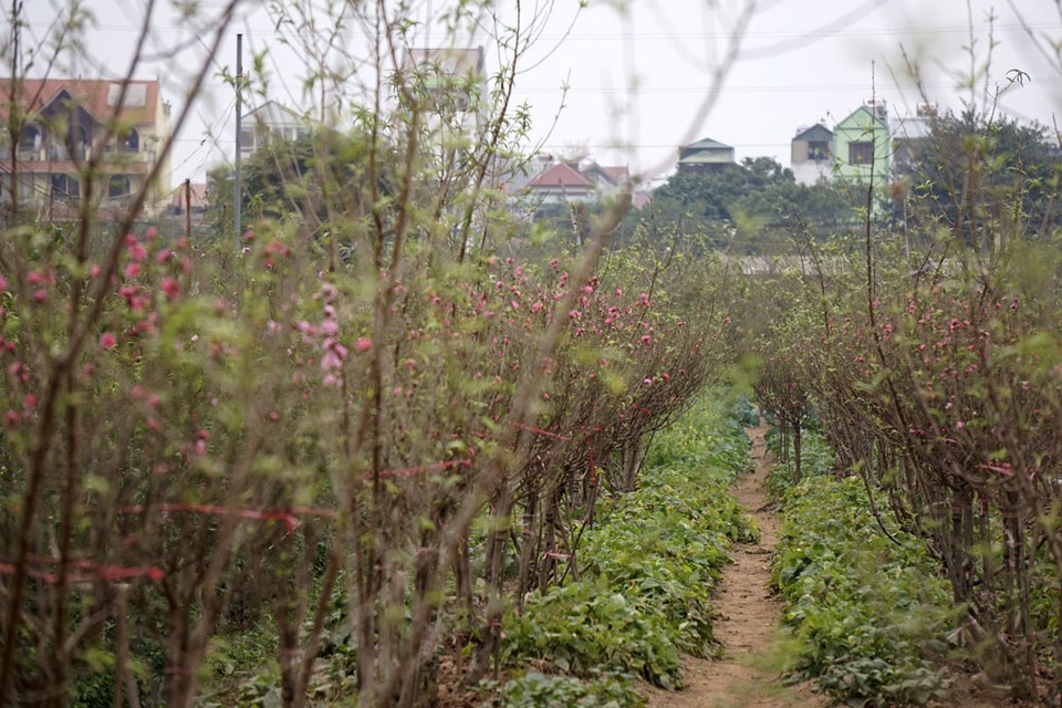 Không khí Tết đến sớm trên vườn đào Nhật Tân - 11
Những luống đào lác đốm nở cho cảm nhận Tết đang đến gần.