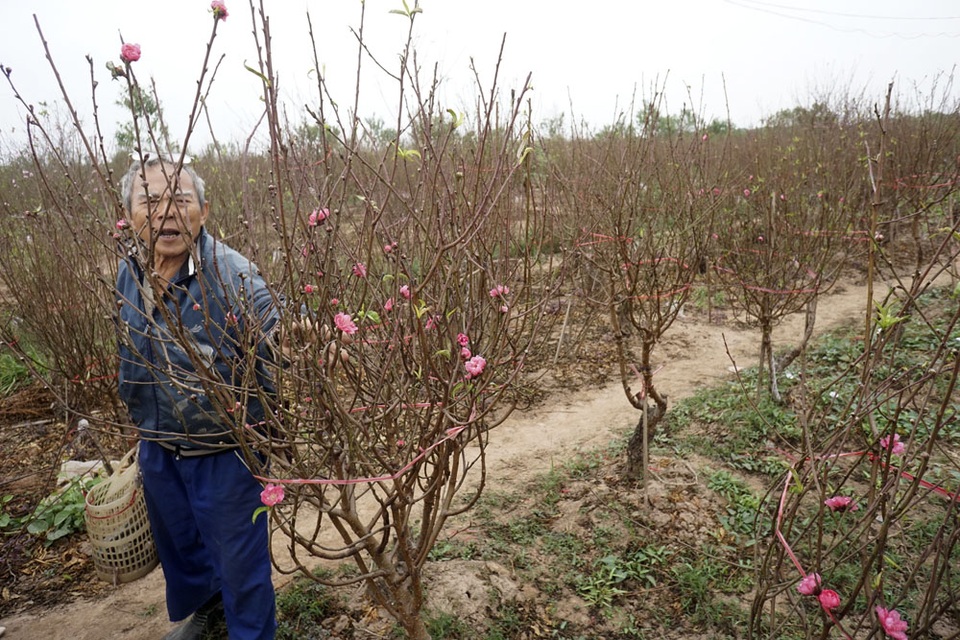 Không khí Tết đến sớm trên vườn đào Nhật Tân - 4
Ông Thái Ngô Long (Nhật Tân) đang đi ngắt bớt lá cho cây đào. Đây là kỹ thuật chăm sóc đào rất tốn công nhưng bắt buộc phải làm nếu như muốn có đào đẹp đúng dịp Tết.