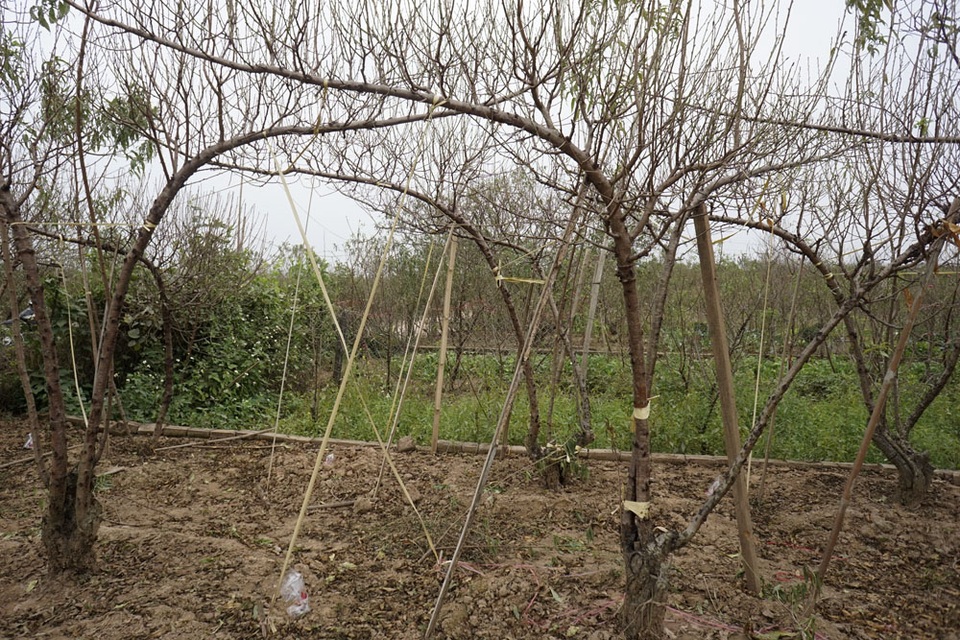 Không khí Tết đến sớm trên vườn đào Nhật Tân - 6 Một kiểu tạo thế cho đào bằng cách buộc dây kéo cong cành để cho ra những cành đào la đà khi cắm vào lọ.