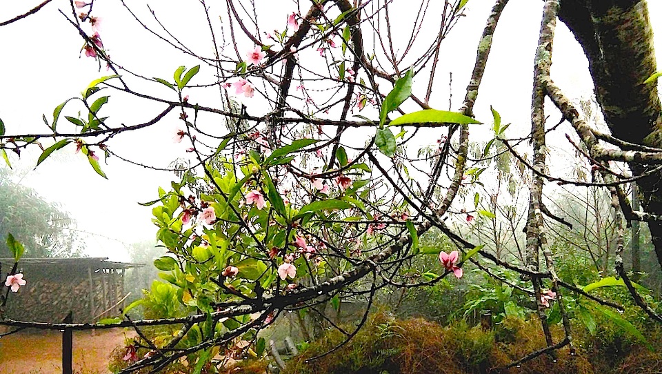 Hoa đào bung nở tuyệt đẹp mang Tết Đinh Dậu đến sớm - 2 Hoa đào bung nở tuyệt đẹp mang Tết Đinh Dậu đến sớm - 2