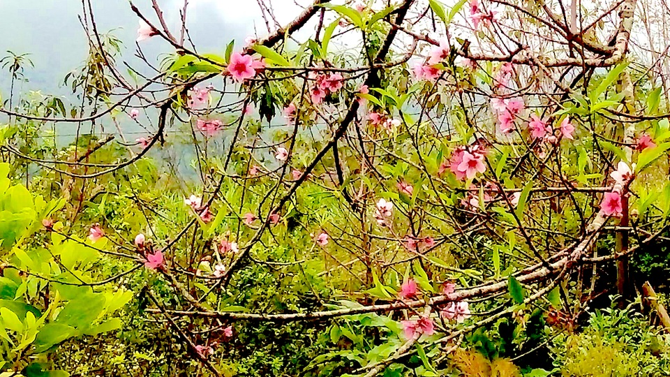 Hoa đào bung nở tuyệt đẹp mang Tết Đinh Dậu đến sớm - 7
Hoa đào mang sắc Xuân đến sớm.