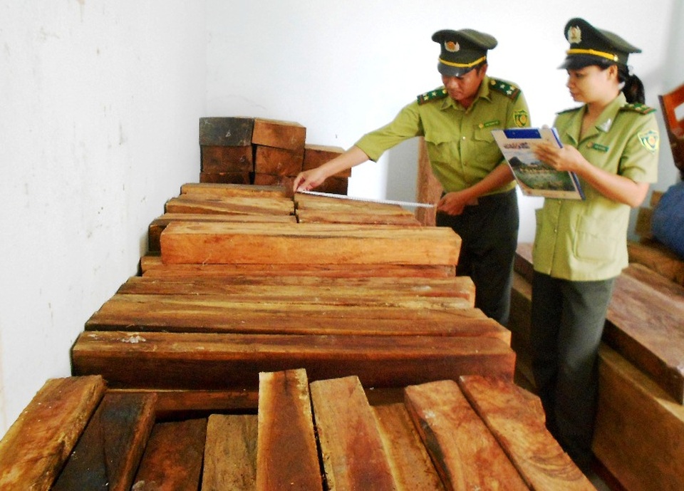 Bị phát hiện chở gỗ lậu, tài xế bỏ xe và gỗ thoát thân - 1 1,9m3 gỗ Cà te lậu đang được tạm giữ tại Hạt Kiểm lâm huyện Tây Sơn