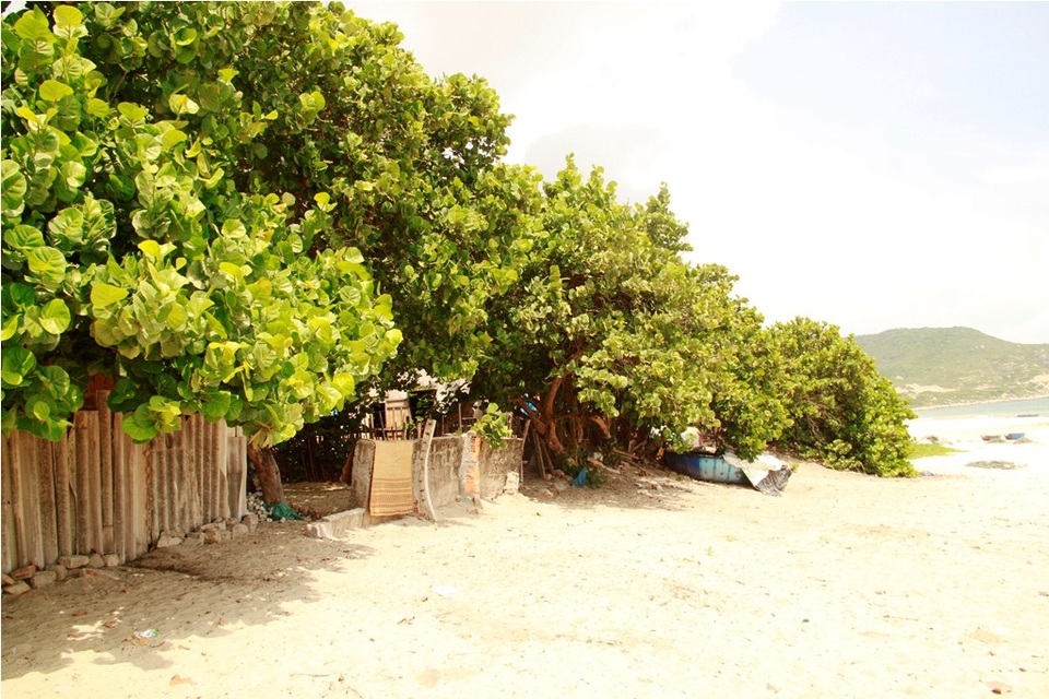 Hàng tra cổ thụ như tấm lá chắn vững chắc bao bọc bảo vệ bình yên cho người dân làng chài Trung Lương