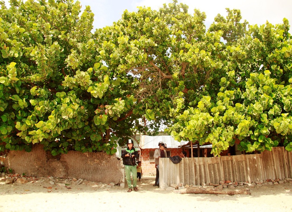 Trước mỗi nhà dân ven biển Trung Lương thôn Trung Lương đều trồng cây tra để hạn chế sóng gió, triều cường uy hiếp