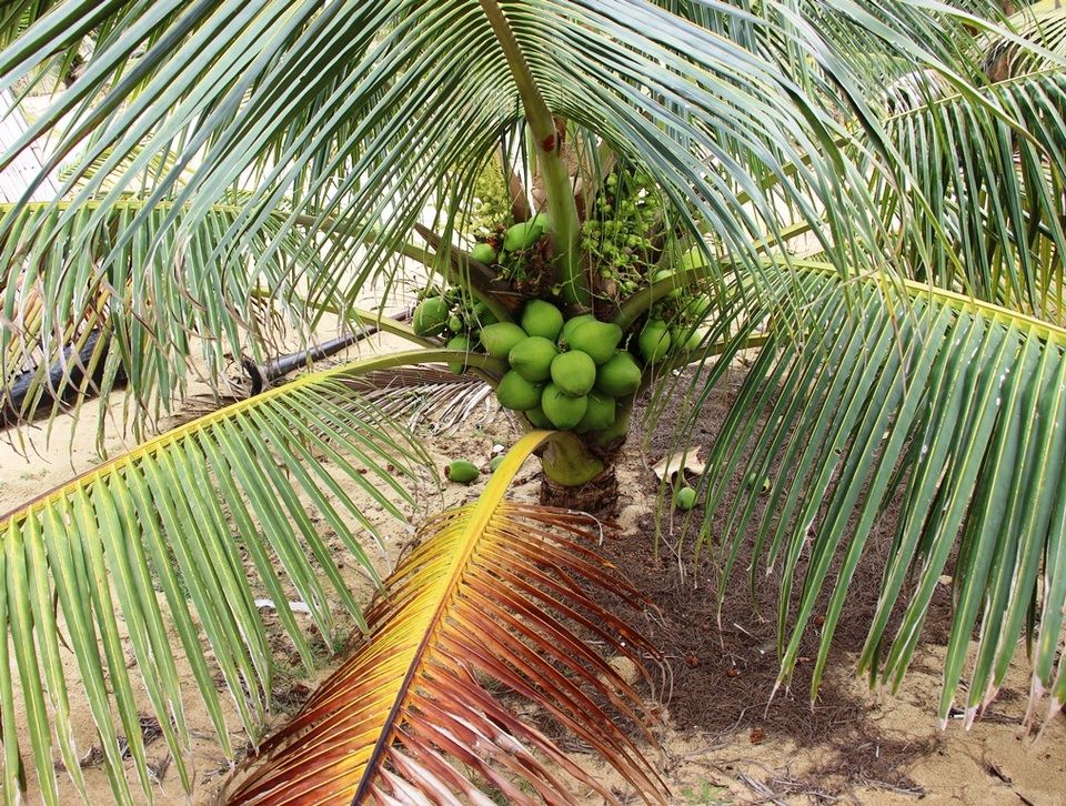 Dù mới cho lứa đầu nhưng vườn dừa xiêm lùn của gia đình ông Dậu cho quả chi chít