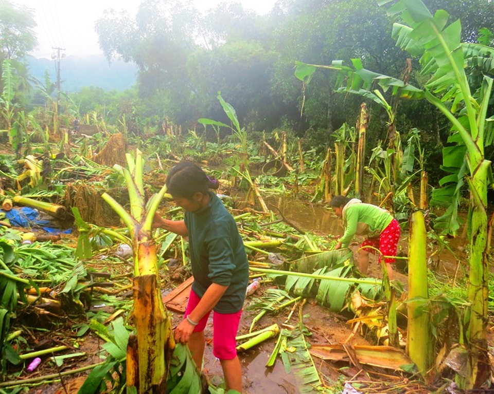Vườn chuối người dân xác xơ sau lũ (ảnh: Hoài Nam)