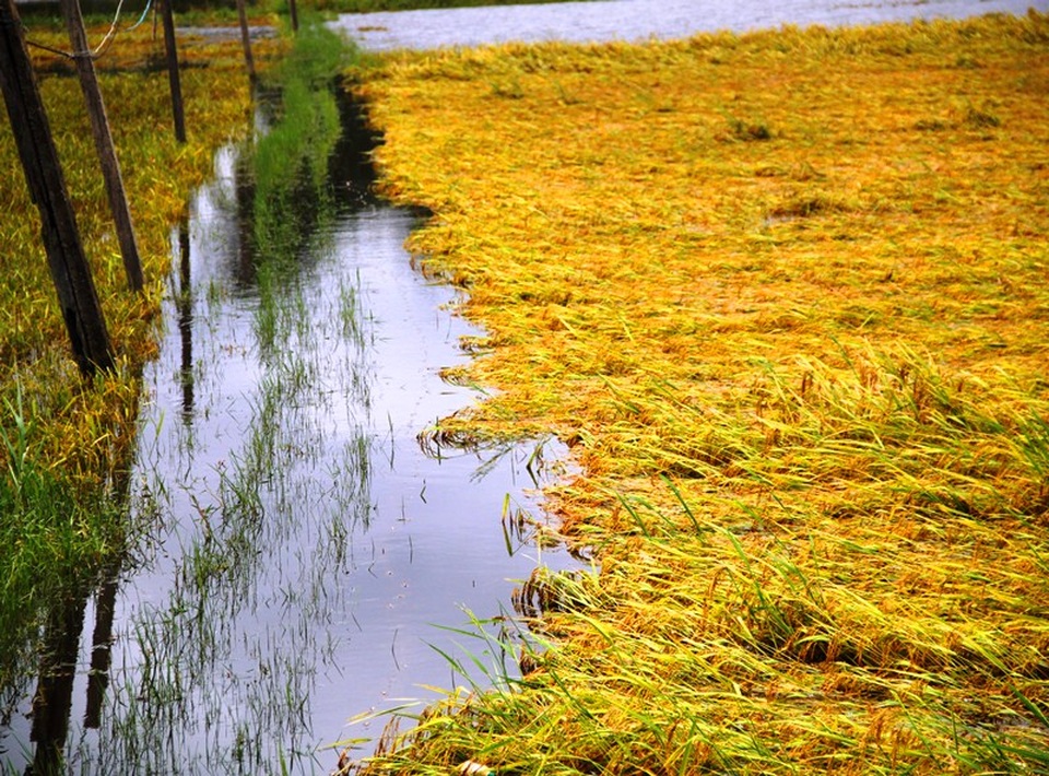 Hiện Bình Định còn hơn 1.000 ha lúa mùa chưa thu hoạch 