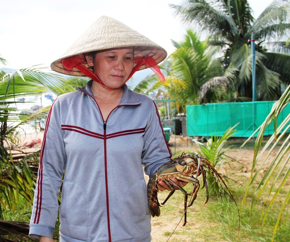 
Bà Nguyễn Thị Mai Loan (49 tuổi, thôn Hòa Lợi, xã Xuân Cảnh) mếu máo vì hàng trăm con tôm hùm bất ngờ chết vì nước lũ đổ về
