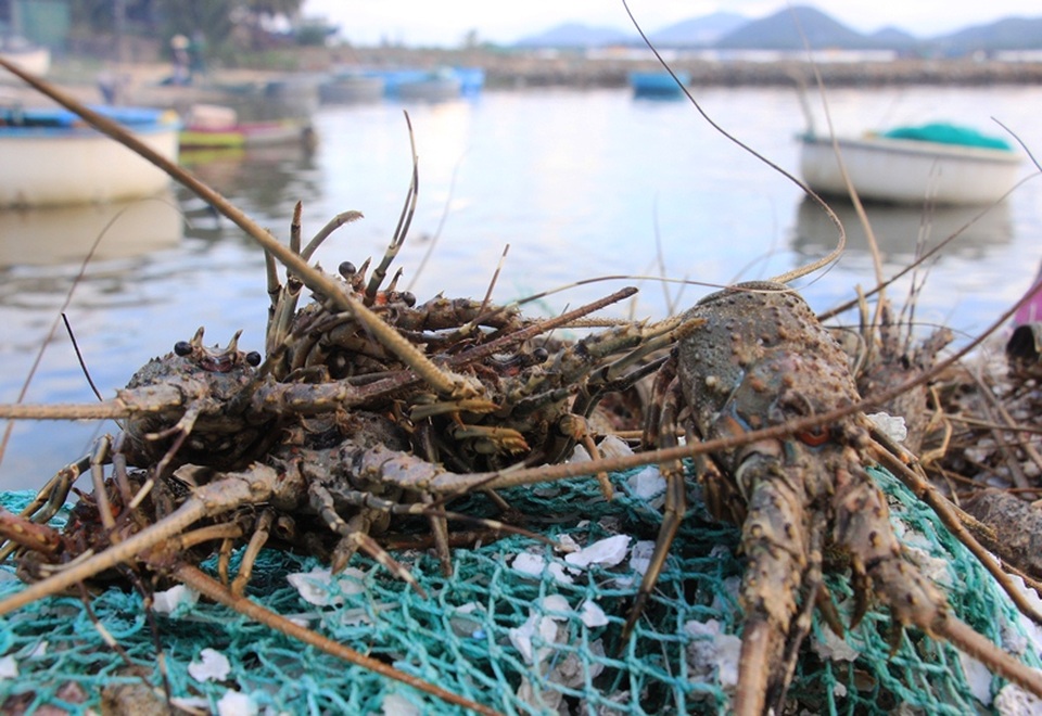 Tôm hùm của người dân xã Xuân Cảnh (thị xã Sông Cầu, Phú Yên) chết la liệt