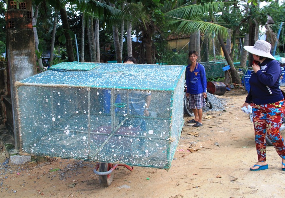 
Những lồng tôm hùm bị chết người dân kéo lên bờ vệ sinh để chuẩn bị tiếp tục thả lứa mới.
