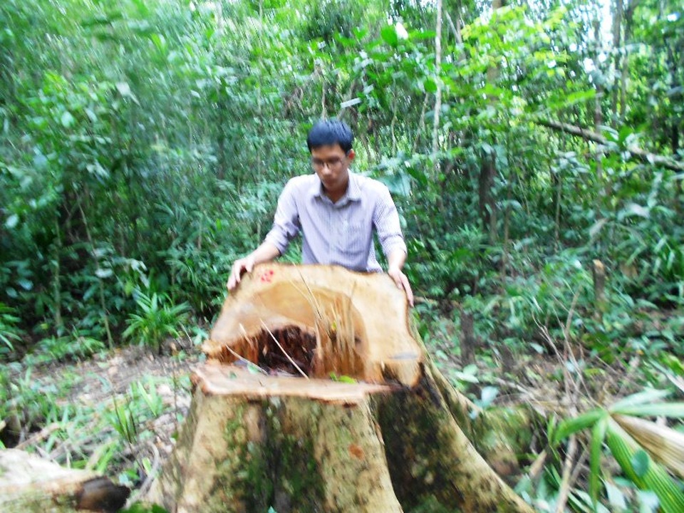 Bình Định: Lâm tặc triệt hạ rừng sát tỉnh lộ, kiểm lâm "mũ ni che tai"? - 2 Lợi dụng trời mưa, đêm khuya lâm tặc phá rừng