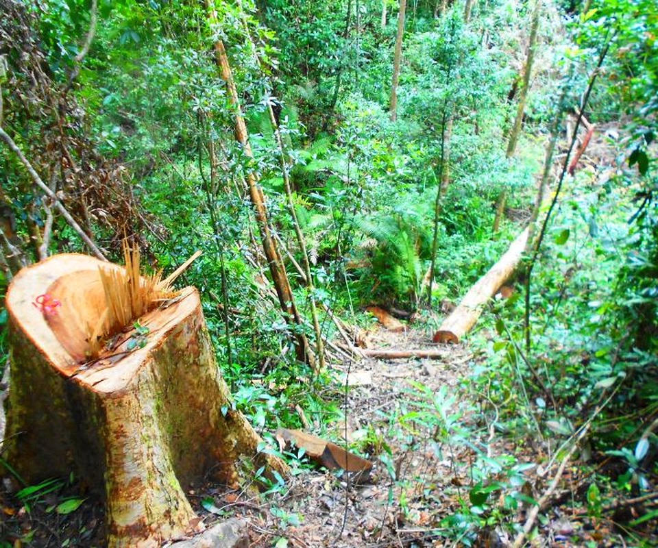 Nhiều cây rừng bị triệt hạ ngay đường tỉnh lộ nhưng lực lượng kiểm lâm thiếu chặt chẽ