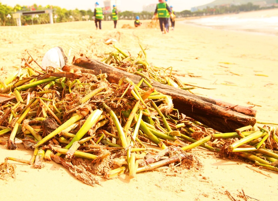 Bèo, rác được thu gom thành từng đống