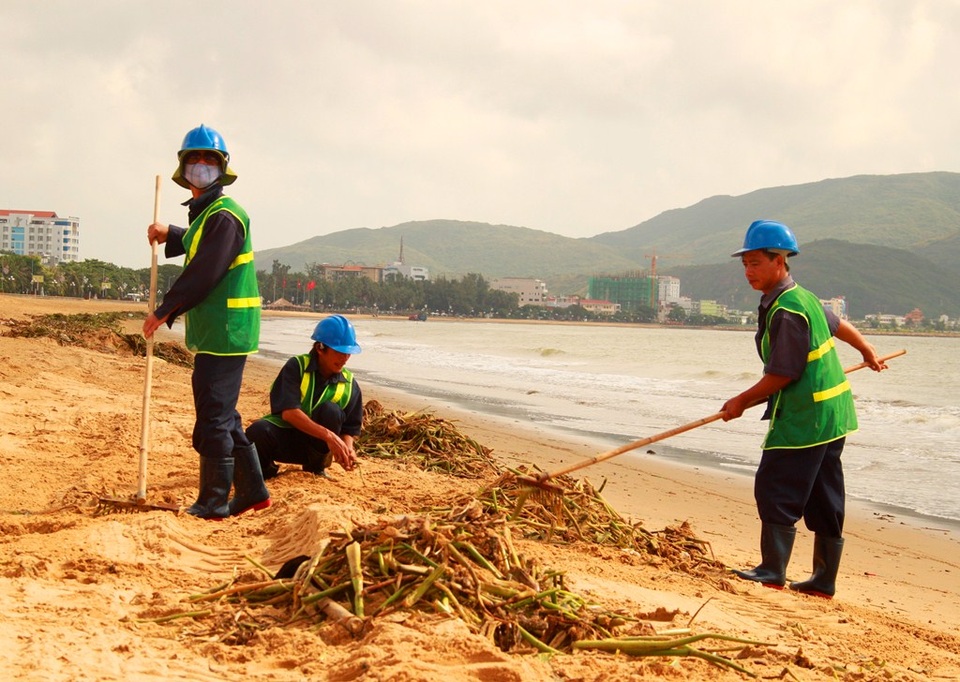 Bèo bị cát vùi lấp phải dùng cào để cào lên