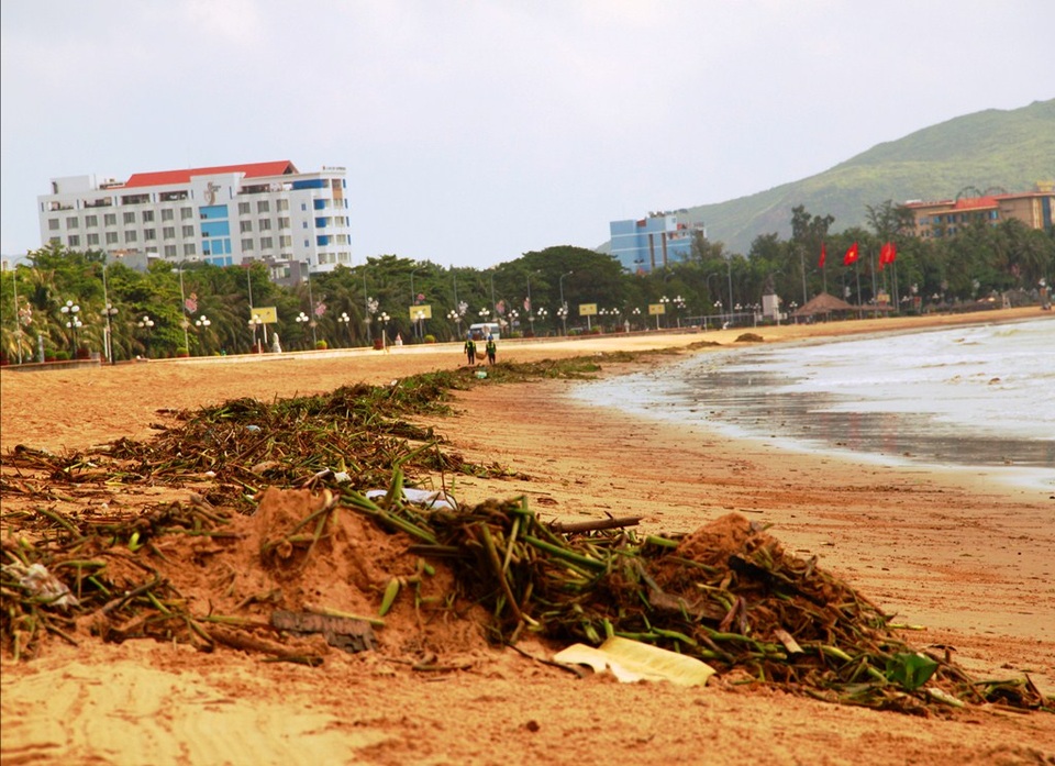 Sau lũ, bèo và rác các loại tấp đầy bãi biển Quy Nhơn (TP Quy Nhơn, Bình Định)
