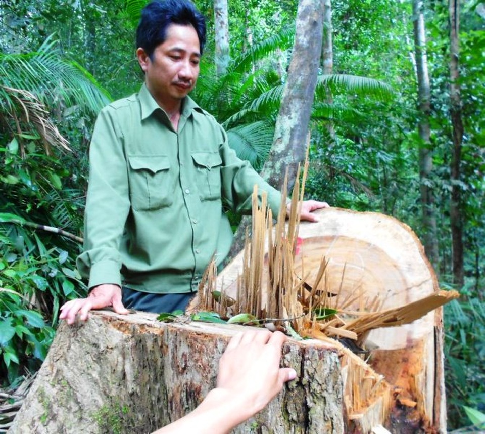 Bình Định: Xem xét khởi tố vụ lâm tặc triệt hạ rừng ngay sát tỉnh lộ - 4 Nhiều cây có đường kính khoảng 80 cm