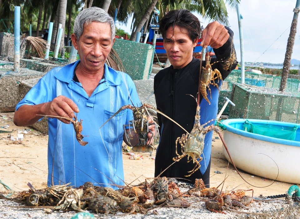 Thủ phủ tôm hùm ở thị xã Sông Cầu (Phú Yên) trắng tay sau 1 đêm nước lũ tràn về