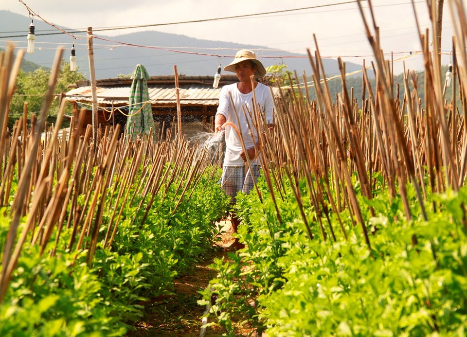 Nghề trồng cúc rất tỉ mẩn, công phu để có chậu cúc đẹp trưng bày những ngày Tết cổ truyền