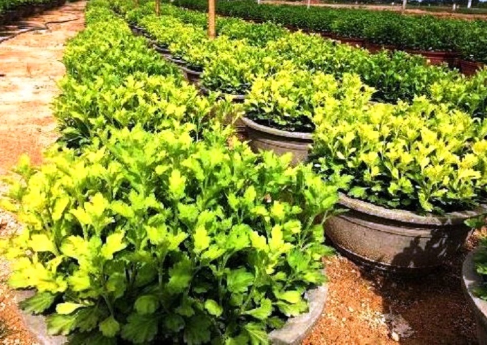 Bình Định: Thấp thỏm mùa hoa cúc Tết - 2 Cúc là cây nắng không ưa, mưa không chịu khiến người trồng cúc luôn thấp thỏm lo lắng (trong ảnh một số chậu cúc bị mưa nhiều gây vàng lá)