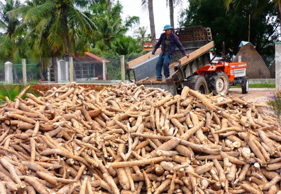 Giá mì (sắn) giảm mạnh, người trồng mì ở Bình Định gặp khó