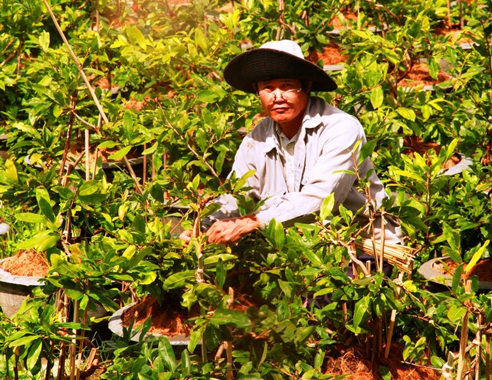 Ông Thi đang chăm sóc vườn mai sau lũ