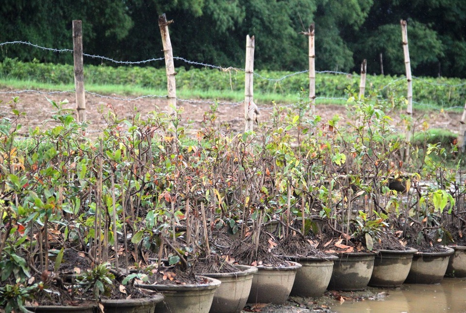 Nhiều chậu mai lá vàng do ngâm nước lũ