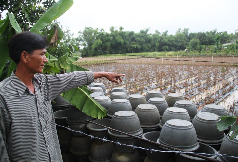 Chậu mua sẵn chuẩn bị qua mùa mưa sẽ đưa mai vào chậu chăm sóc nhưng sau trận lũ gần 3.000 gốc mai 2 năm tuổi của vợ chồng anh Hữu chết rũ gần như 100%
